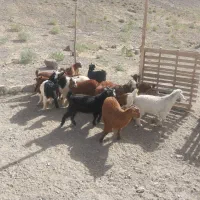 کهره|حیوانات مزرعه|کوهبنان, |دیوار