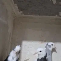 کبوتر طوقی سبزابی مخمل سوسنی (شهری پلاکی سینه)