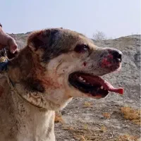 سگ خراسانی افغانی