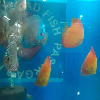 انواع ماهی گیاهخوار و گوشتخوار کت|ماهی|فردیس, ثابتی|دیوار