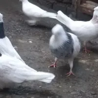 کبوتر|پرنده|تبریز, |دیوار