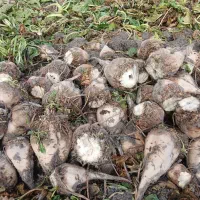 چغندر قند مخصوص دام