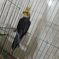 عروس هلندی