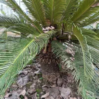 سیکاس ۱۴ساله|گل و گیاه طبیعی|لاهیجان, کوی خزر|دیوار