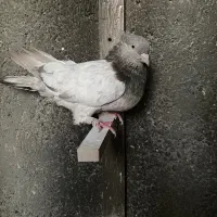 کبوتر کله سبز ماده|پرنده|شیراز, شهرک آرین|دیوار