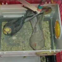 فروش جفت عروس هلندی|پرنده|مرودشت, پشت سایپا‎|دیوار