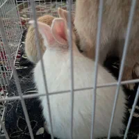 خرگوش|موش و خرگوش|آذرشهر, |دیوار