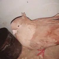 یع جفت صرب|پرنده|هندیجان, |دیوار