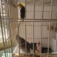 عروس هلندی لوتینو جفت تخم داره