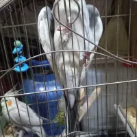 عروس هلندی|پرنده|اسلام‌شهر, شهرک مصطفی خمینی|دیوار