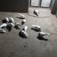 کبوتر|پرنده|سقز, |دیوار