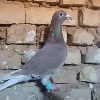 کفتر|حیوانات|تربت جام, میان جام|دیوار