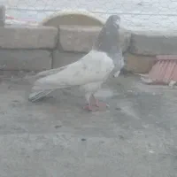 کبوتر|پرنده|محمدشهر, محمدشهر|دیوار