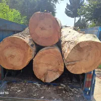 خریدار درخت و برش درختان خشگ