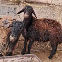 بره ماده افشار|حیوانات مزرعه|فیروزه, |دیوار