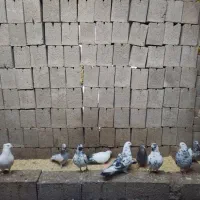 کبوتر کاشونی پرشی، ساعتی