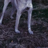 کانگال وارداتی