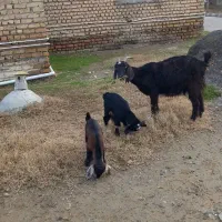 بز دوقلو|حیوانات مزرعه|سیمین شهر, |دیوار