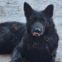 واگذاری یک قلاد ژرمن بلک