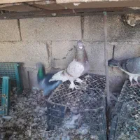 کفتر رنگی|پرنده|امیدیه, |دیوار