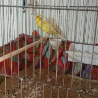 قناری|پرنده|پاکدشت, پاکدشت (مامازند)|دیوار