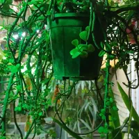 گل و گیاه و اجرا گلخانه کوچک آپارتمانی|گل و گیاه طبیعی|تهران, نیروی هوایی (پیروزی)|دیوار