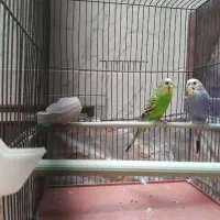 یک جفت مرغ عشق سرحال