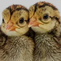 بوقلمون (یکروزه تا دوماه)