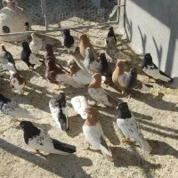 بهبونی شهری هوایی