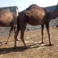 شتر ابست جوان|حیوانات مزرعه|بندر ترکمن, |دیوار