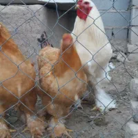 تخم مرغ برهما