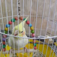 فروش فوری عروس هلندی نر بازیگوش|پرنده|بردسکن, |دیوار