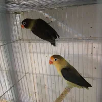 جفت کوتوله‌ مولد یووینگ و یقه زرد ماسکت با جوجه|پرنده|قم, مهر آباد|دیوار