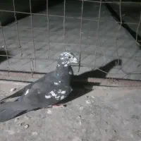 سوسکی بزک نر