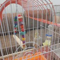 عروس هلندی|پرنده|یزد, |دیوار