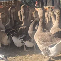 غاز تولوز فرانسه|حیوانات مزرعه|گنبد کاووس, |دیوار