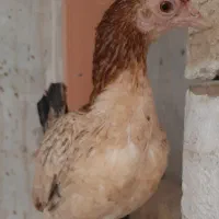 مرغ کوشامو یا لاری مینیاتوری۱۱ماهه|حیوانات مزرعه|ورامین, شهرک مدرس|دیوار