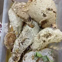 عسل طبیعی اصل