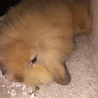 نژاد اصل|موش و خرگوش|اهر, |دیوار