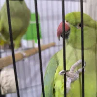 طوطی ملنگو|پرنده|بهبهان, |دیوار