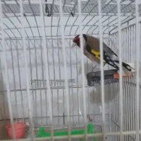 فروش سهره مست شش دانگ