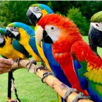 آرا ، کاکادو ،ماکائو|پرنده|تهران, چیتگر جنوبی|دیوار