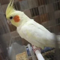عروس هلندی احلی