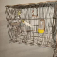 عروس هلندی مولد|پرنده|ساوه, |دیوار