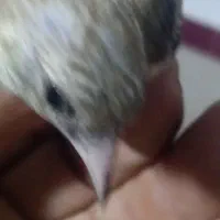 یک عدد بچه  سهره نر