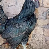 مرغ خروس ایام سمانی