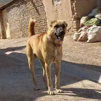 سگ سرابی اصیل