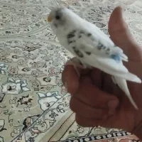 مرغ عشق کاملا رام 3 ماهه