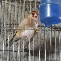 سهره دورگ|پرنده|ری, دولت‌آباد|دیوار