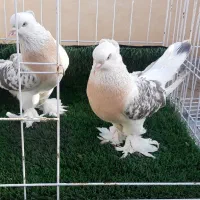 کبوترترکیه ای میسکی میرو تاکالا وارداتی